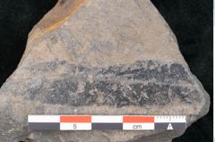 Foto (Detailansicht) von Quercus pachyphylla Ettingshausen (NHMW-GEO-2024-0188-10238)